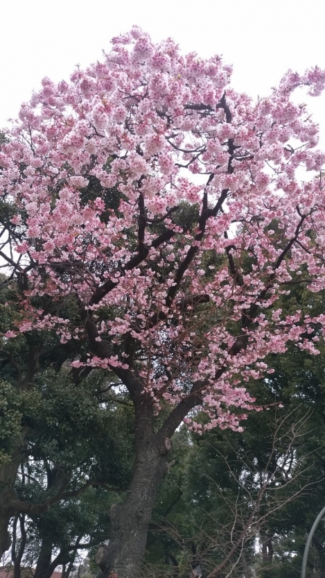 上野　桜