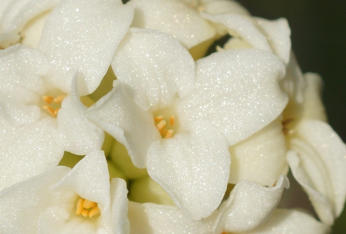 白花ジンチョウゲ171
