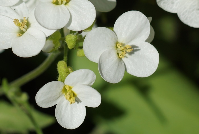 白い花173