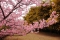 sakura_mimoza02.jpg