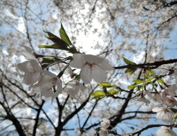 大國神社の桜