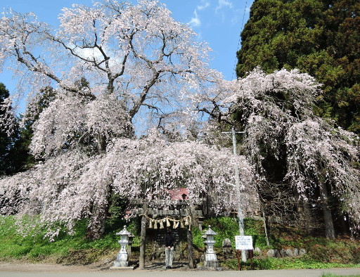 貴船神社の枝垂桜