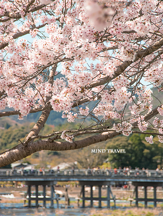 渡月橋　桜
