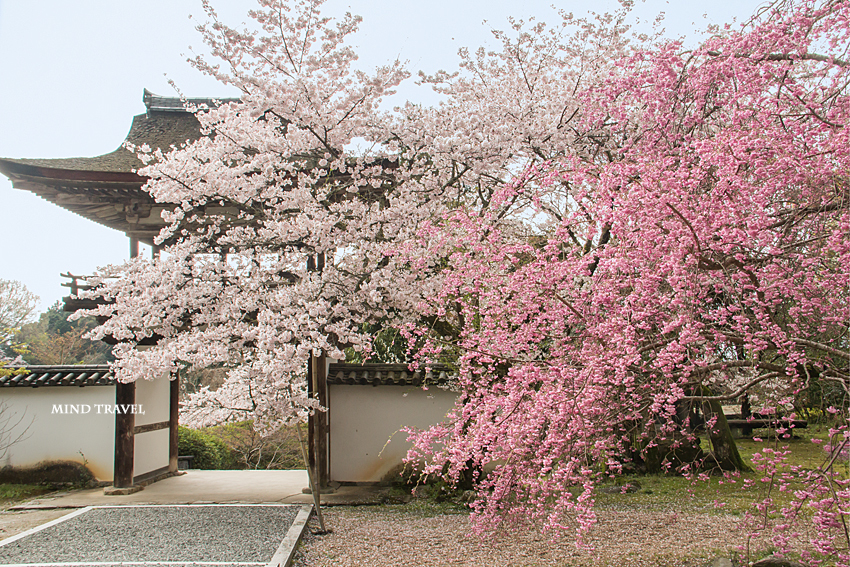 長岳寺　楼門　桜