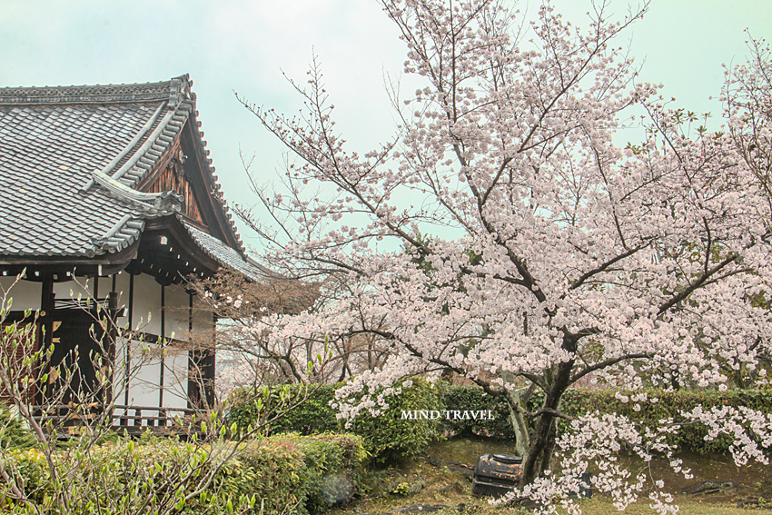 勧修寺　桜