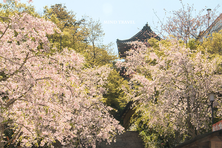 勝尾寺　鐘楼　桜