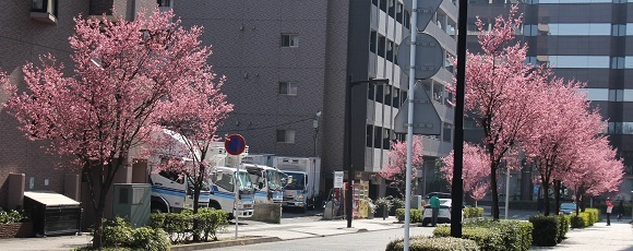 新横浜のオカメ桜が満開