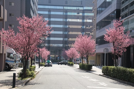 ビル群の小さな通りに咲くオカメ桜１