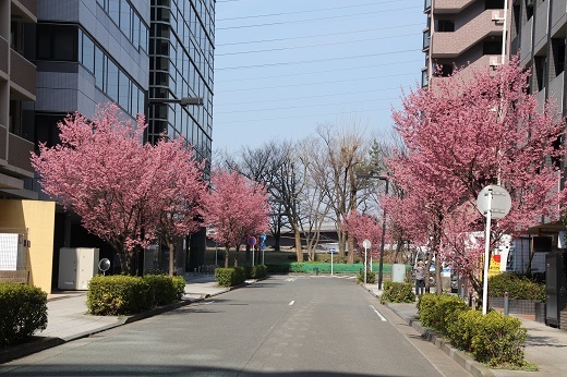 ビル群の小さな通りに咲くオカメ桜２