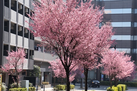 通りに咲くオカメ桜１