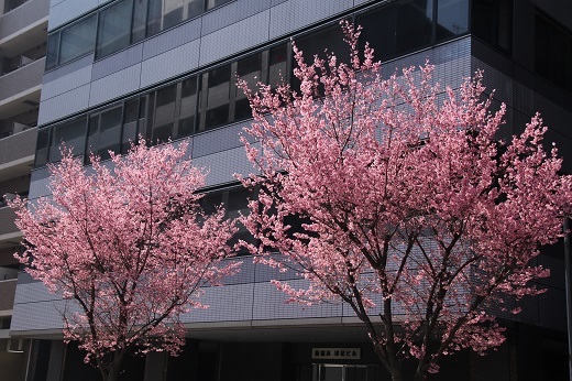 通りに咲くオカメ桜２
