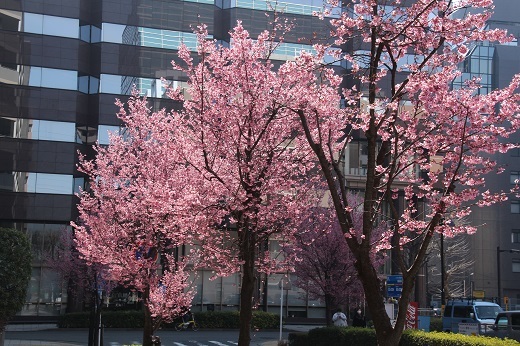通りに咲くオカメ桜３