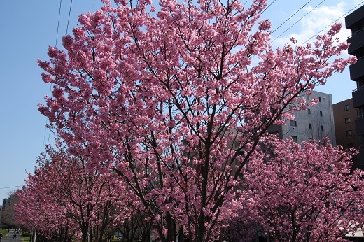 横浜緋桜１