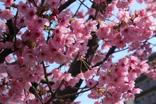 やや下向きに咲く横浜緋桜１