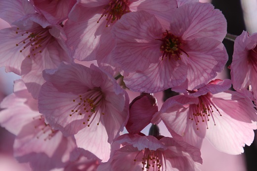 鮮やかなピンクの大きな花びら３