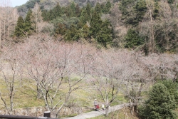木戸神社桜20170330_4