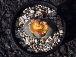 最小サイズの帝玉が開花