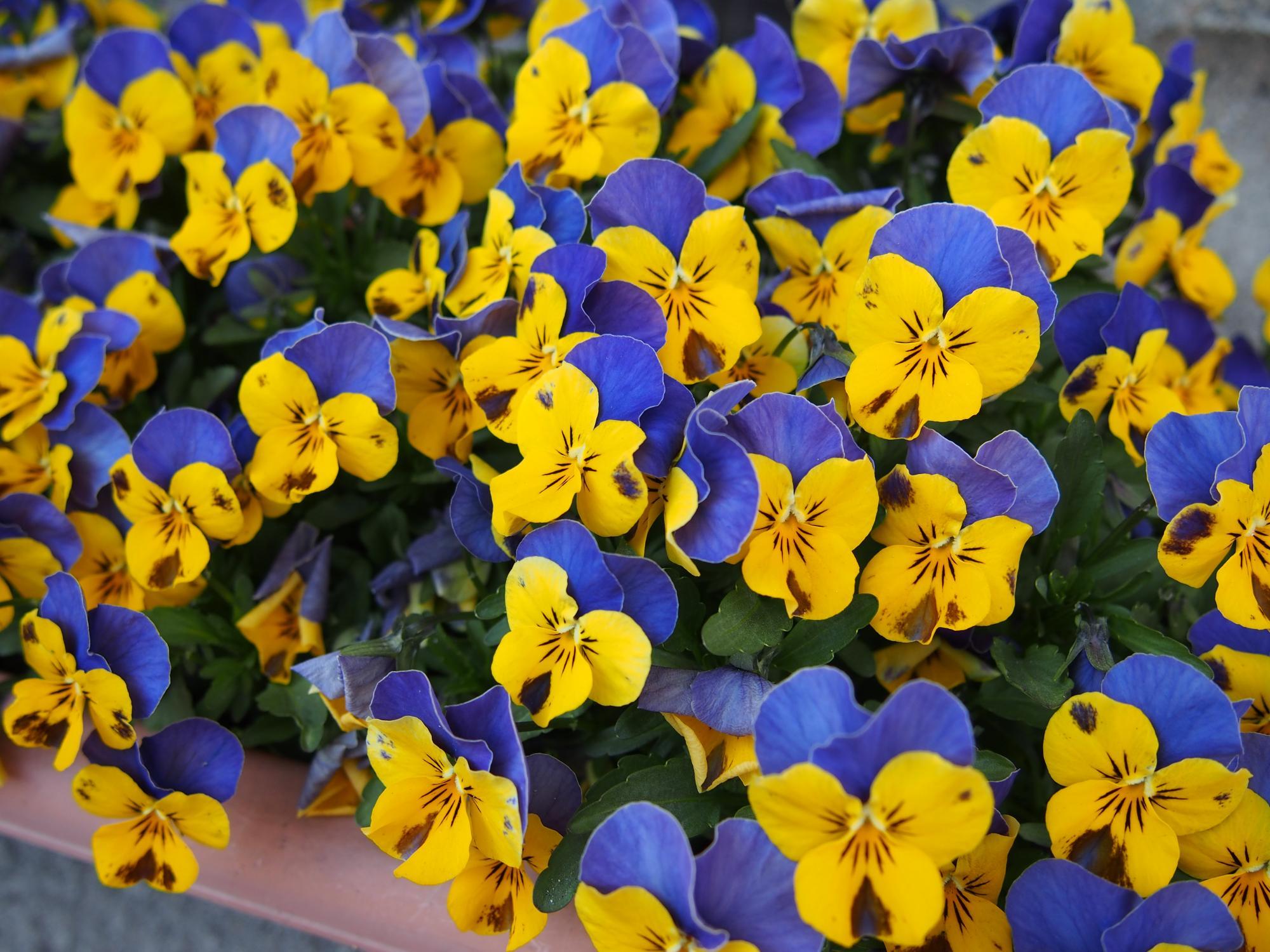 青と黄色の花