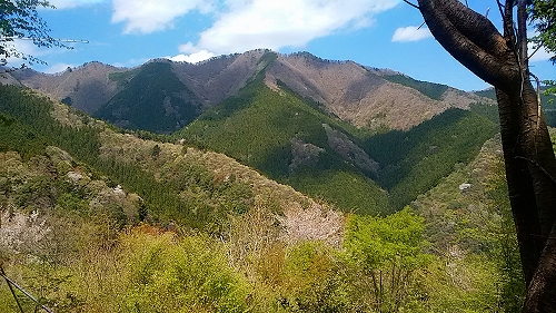生藤山8