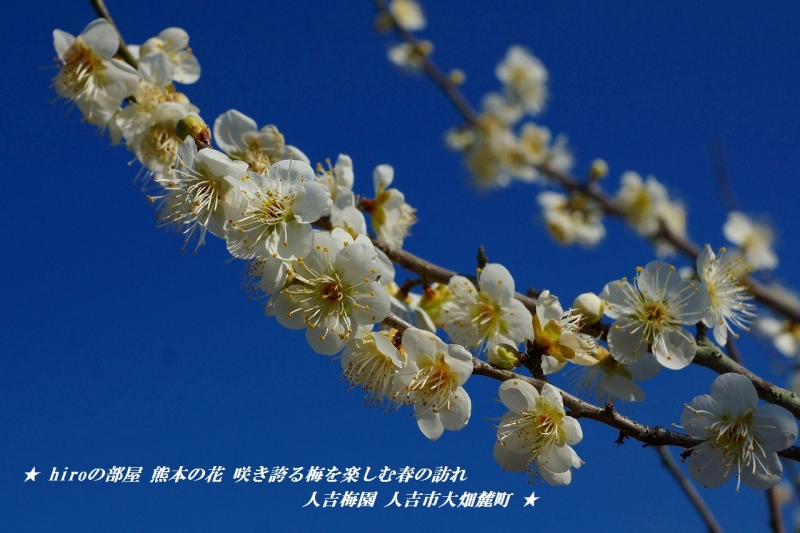 hiroの部屋　熊本の花　咲き誇る梅を楽しむ春の訪れ　人吉梅園　人吉市大畑麓町
