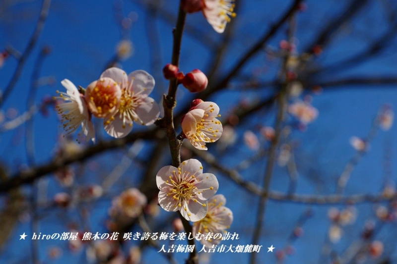 hiroの部屋　熊本の花　咲き誇る梅を楽しむ春の訪れ　人吉梅園　人吉市大畑麓町