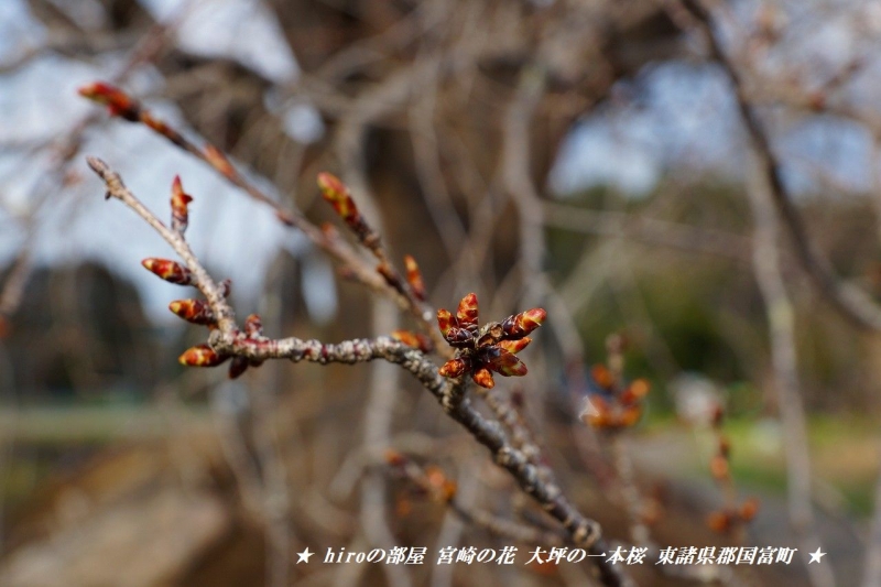 hiroの部屋　宮崎の花 大坪の一本桜まだつぼみです 東諸県郡国富町