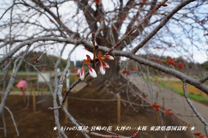 hiroの部屋　宮崎の花 大坪の一本桜まだつぼみです 東諸県郡国富町