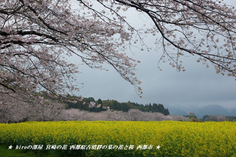 hiroの部屋　宮崎の花 西都原古墳群の菜の花と桜 西都市