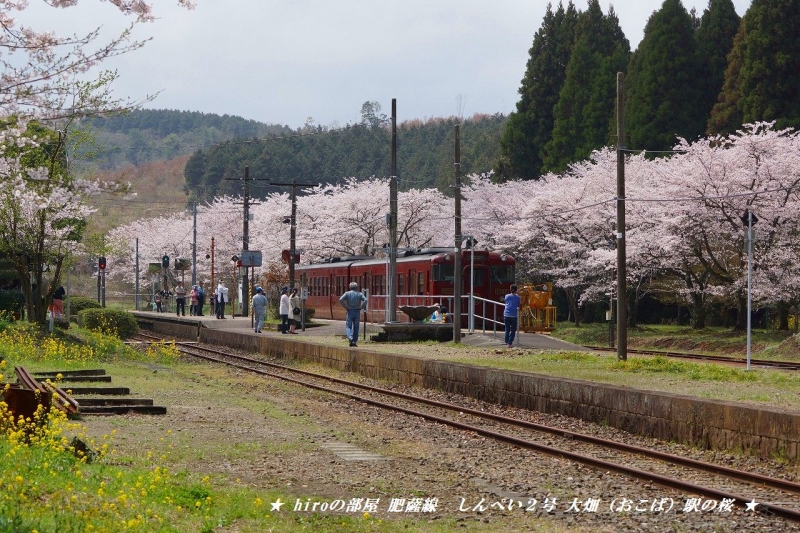 hiroの部屋　肥薩線　しんぺい２号 大畑（おこば）駅の桜