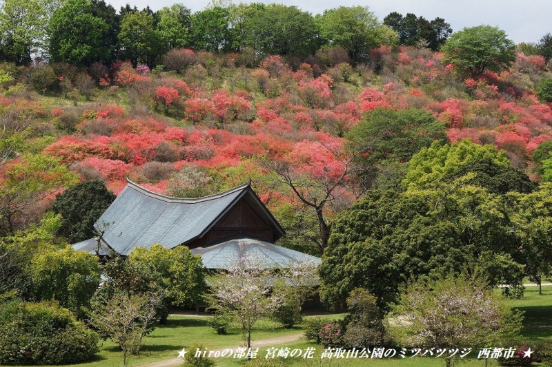 hiroの部屋　宮崎の花 高取山公園のミツバツツジ 西都市