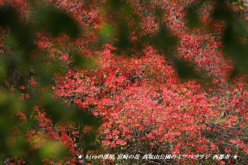 hiroの部屋　宮崎の花 高取山公園のミツバツツジ 西都市