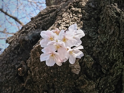 2017 桜開花