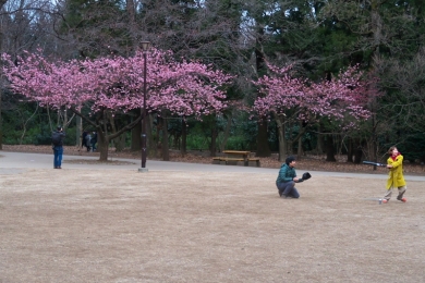 河津桜の周りに集まる人