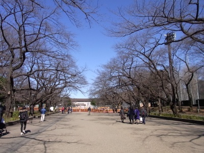 R0025304上野公園の桜並木_400