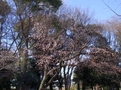 R0025299上野のオオカンザクラが咲いている_400
