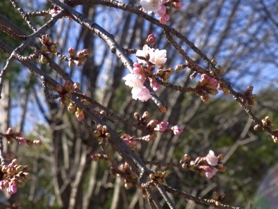 R0025303上野のオオカンザクラが咲いている_400