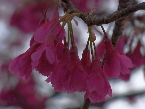 R0025412寒緋桜の花Zoom_500