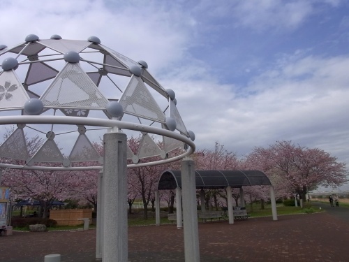 R0026299桜模様の屋根と満開の桜の風景_500