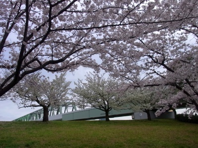 R0026332線路と桜の風景_400