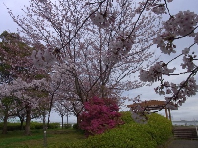 R0026344マンサクと桜の風景_400
