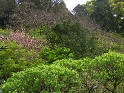 R0026823桜咲く木々の風景_400