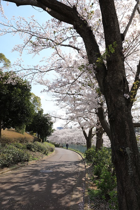 成田市中台運動公園体育館脇遊歩道の桜