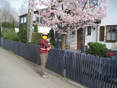 昨日のお散歩中にきれいな桜発見