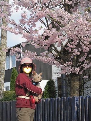 日本の桜みたいにきれいだったから 写真を撮らせてもらいました。