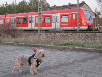 ミュンヘン近郊の電車は赤いんだよ