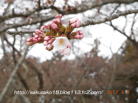 2017-04-09桜450