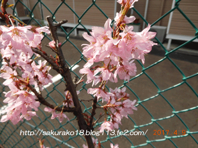 2017-04-09プランターの桜