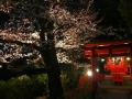 神泉苑　桜