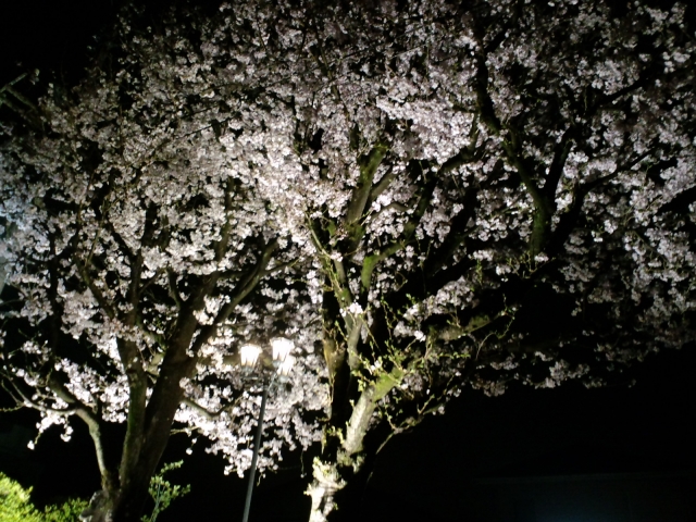 夜桜ライトアップ。