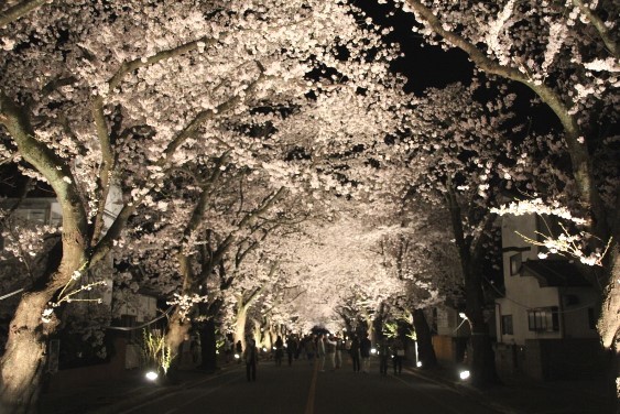 ライトアップされた桜のトンネル